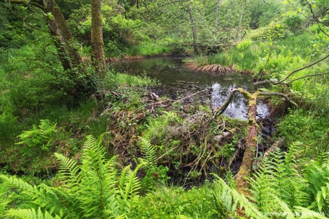 Bamff Wildland